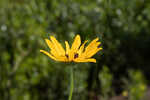 Variableleaf sunflower